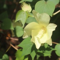 Gossypium hirsutum L.